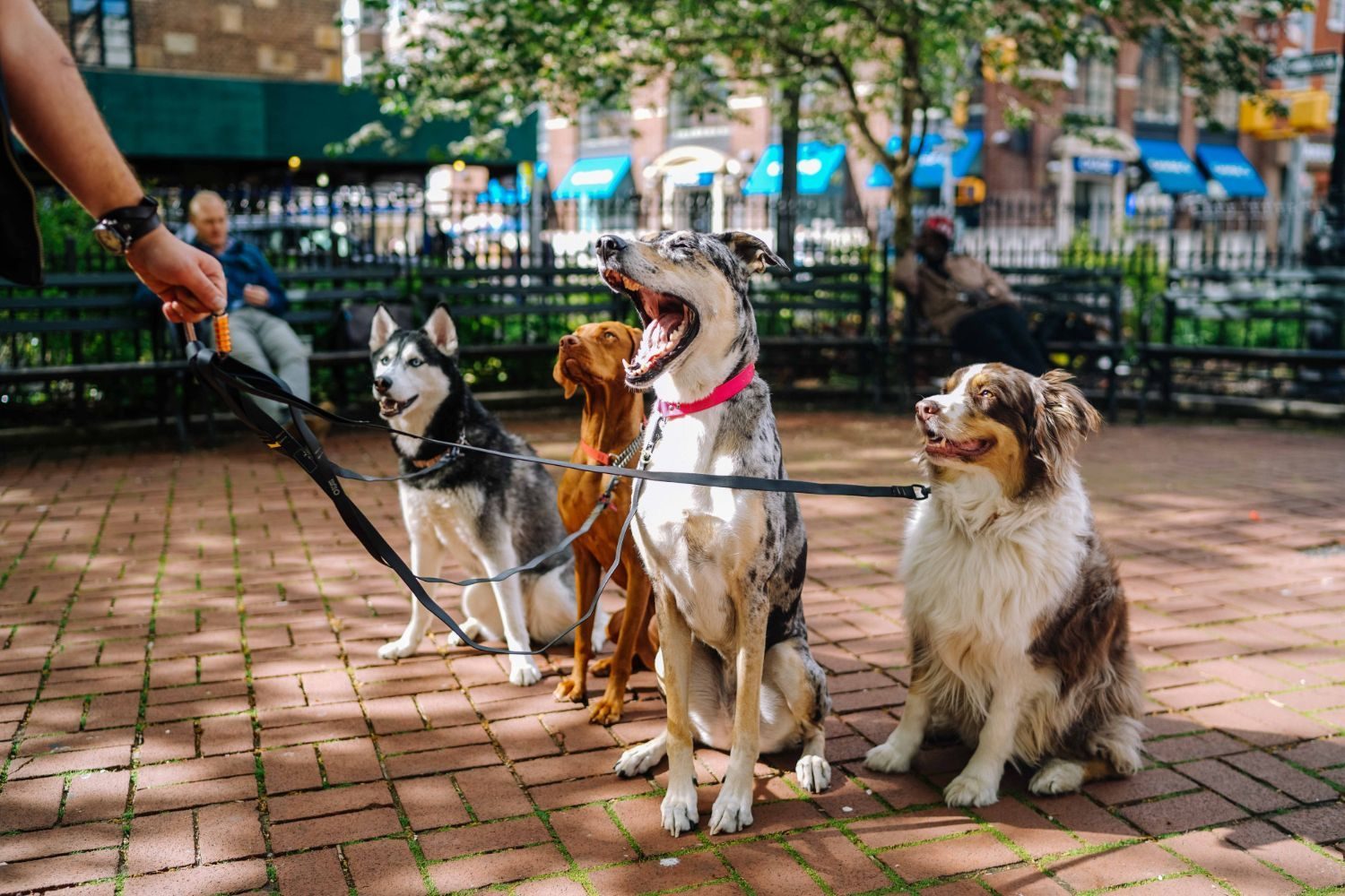 Groupe de chiens assis en laisse lors d’une balade collective