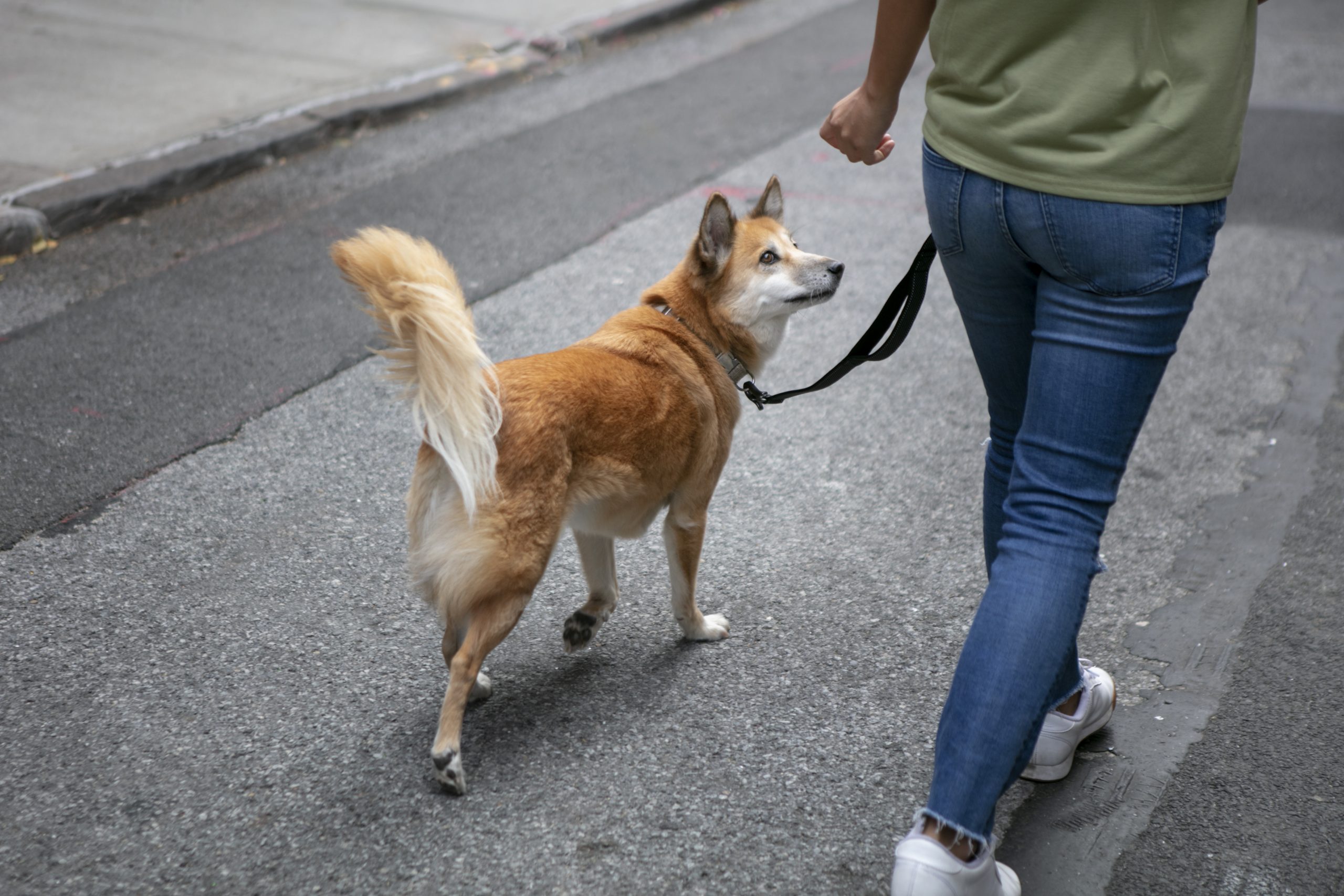 Personne promenant un chien en laisse dans la rue