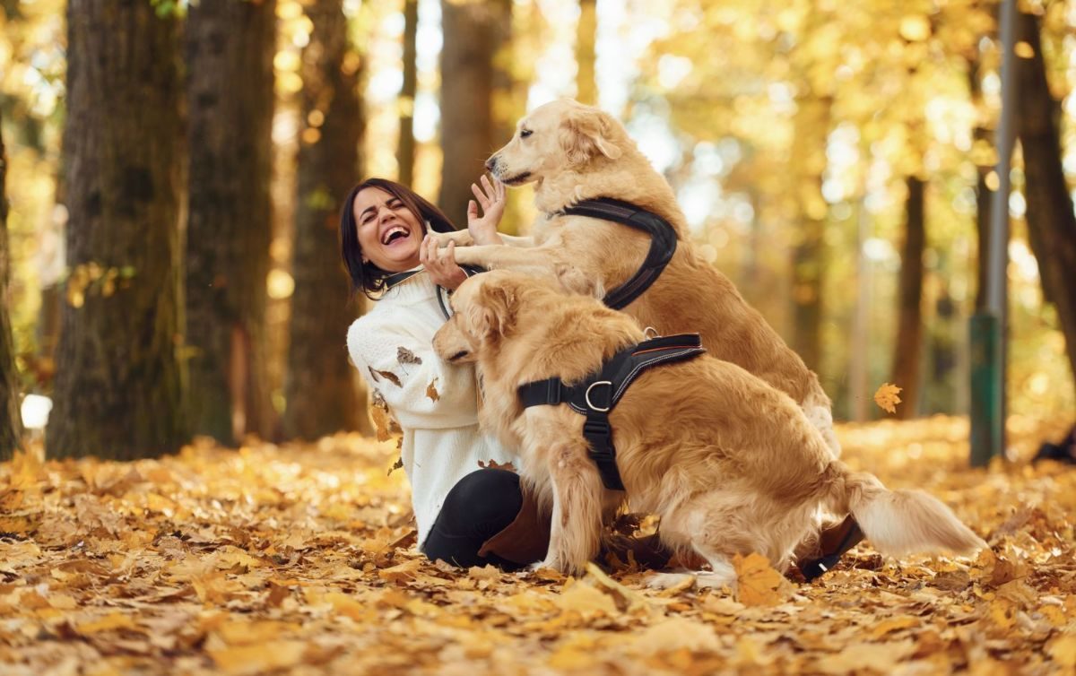 Femme jouant avec deux Golden Retrievers dans une forêt en automne