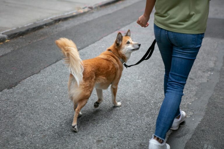 Personne promenant un chien en laisse dans la rue