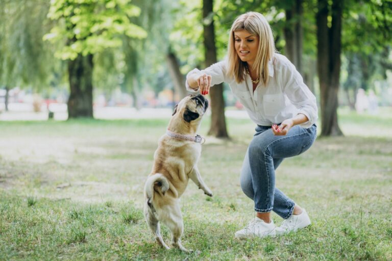 Femme entraînant un carlin avec une friandise dans un parc