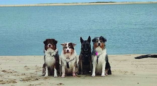 Mes chiens, 3 Berger australienne et une malinoise