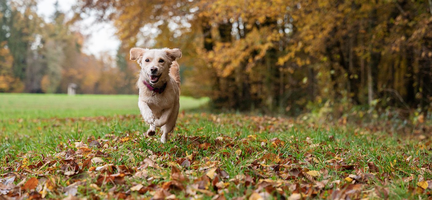 Le Rappel : Assurez la sécurité et l&rsquo;obéissance de votre chien