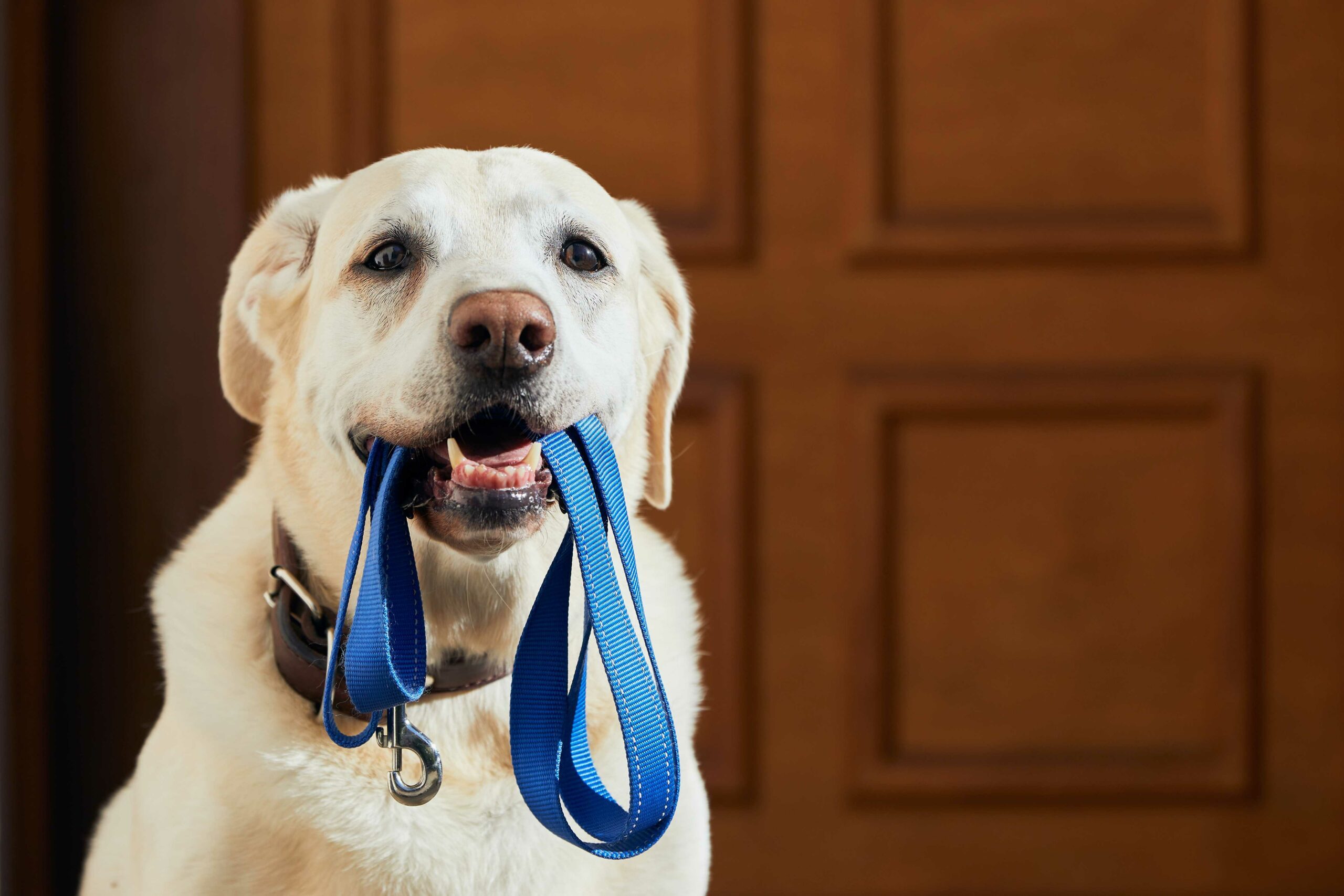 Chien tenant une laisse bleue dans sa bouche