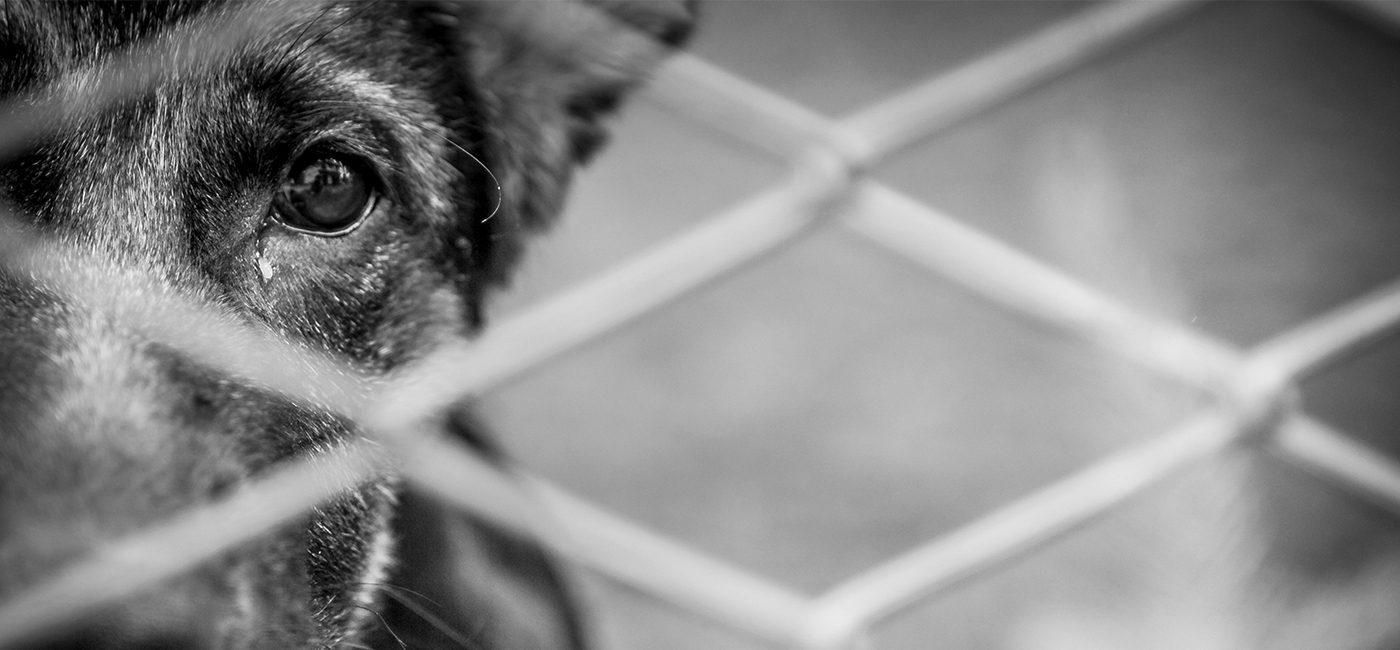 Signaler les maltraitances animales : le 3677