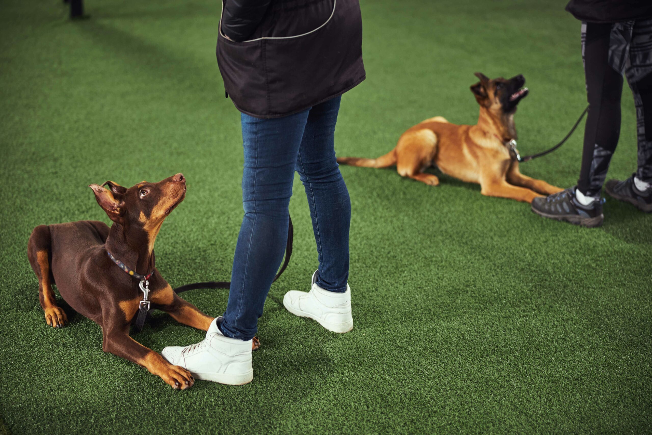 Chiens allongés en cours d’éducation, attentifs à leurs maîtres
