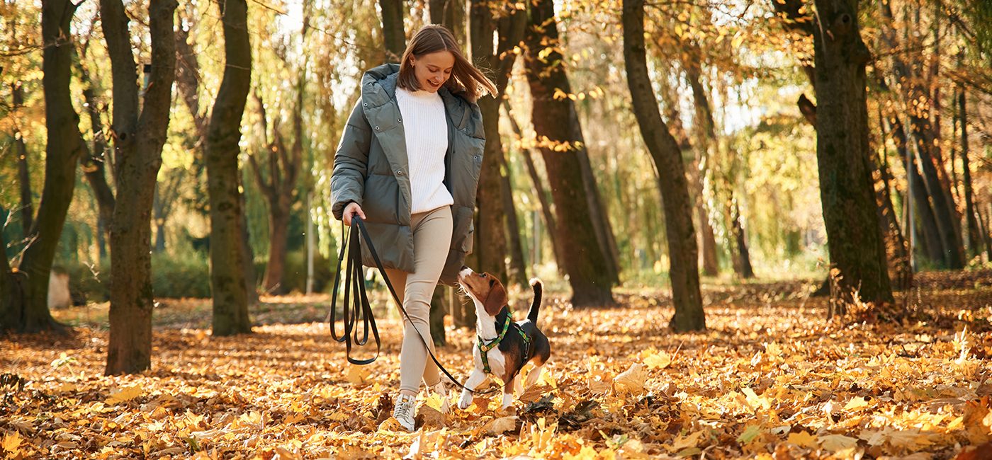 Promenade canine : bien plus qu’une simple sortie