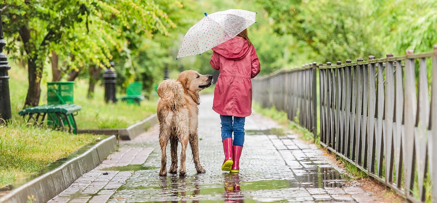 Pourquoi éduquer son chien : les clés d&rsquo;une relation harmonieuse