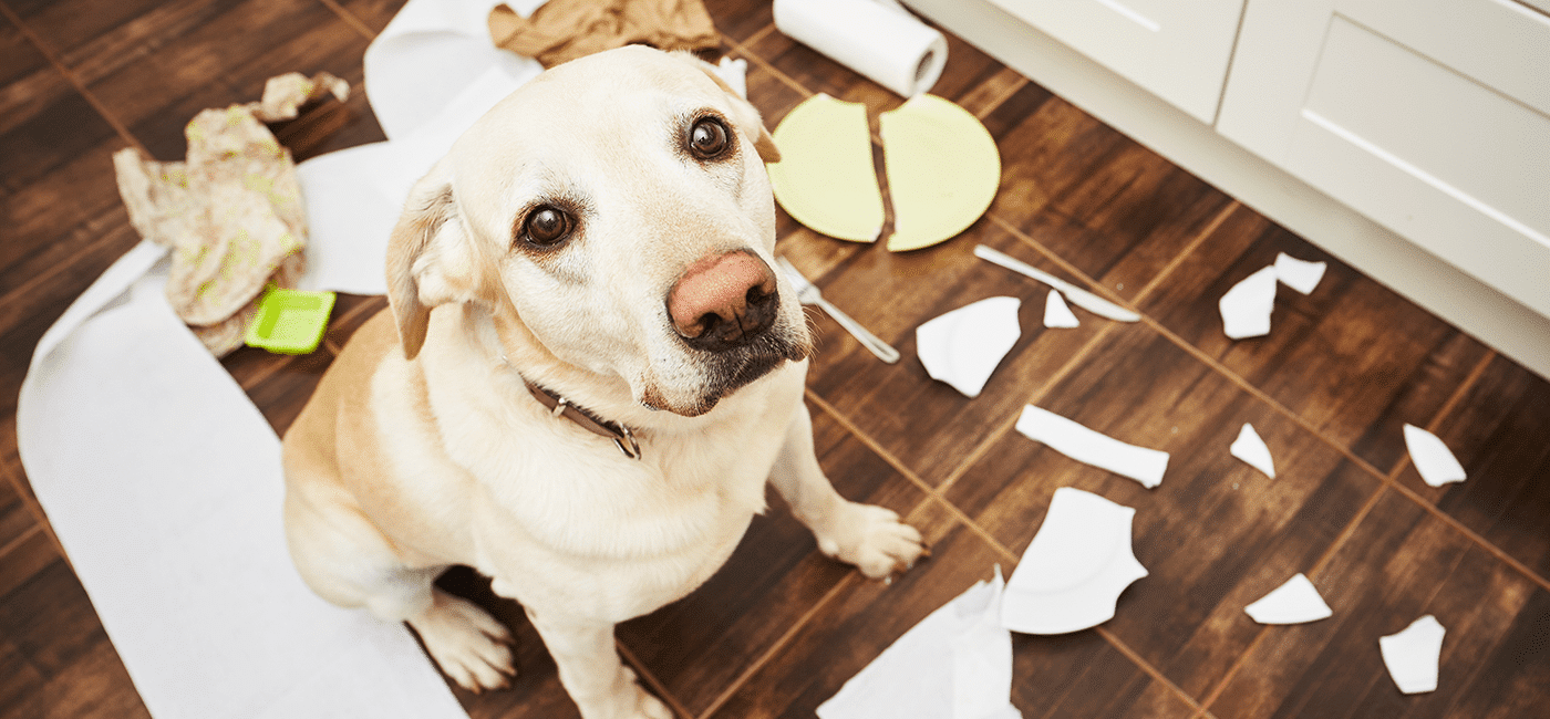 Les erreurs les plus courantes qui aggravent les problèmes de comportement chez le chien