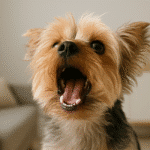 Mon chien aboie quand je m’absente : pourquoi ?