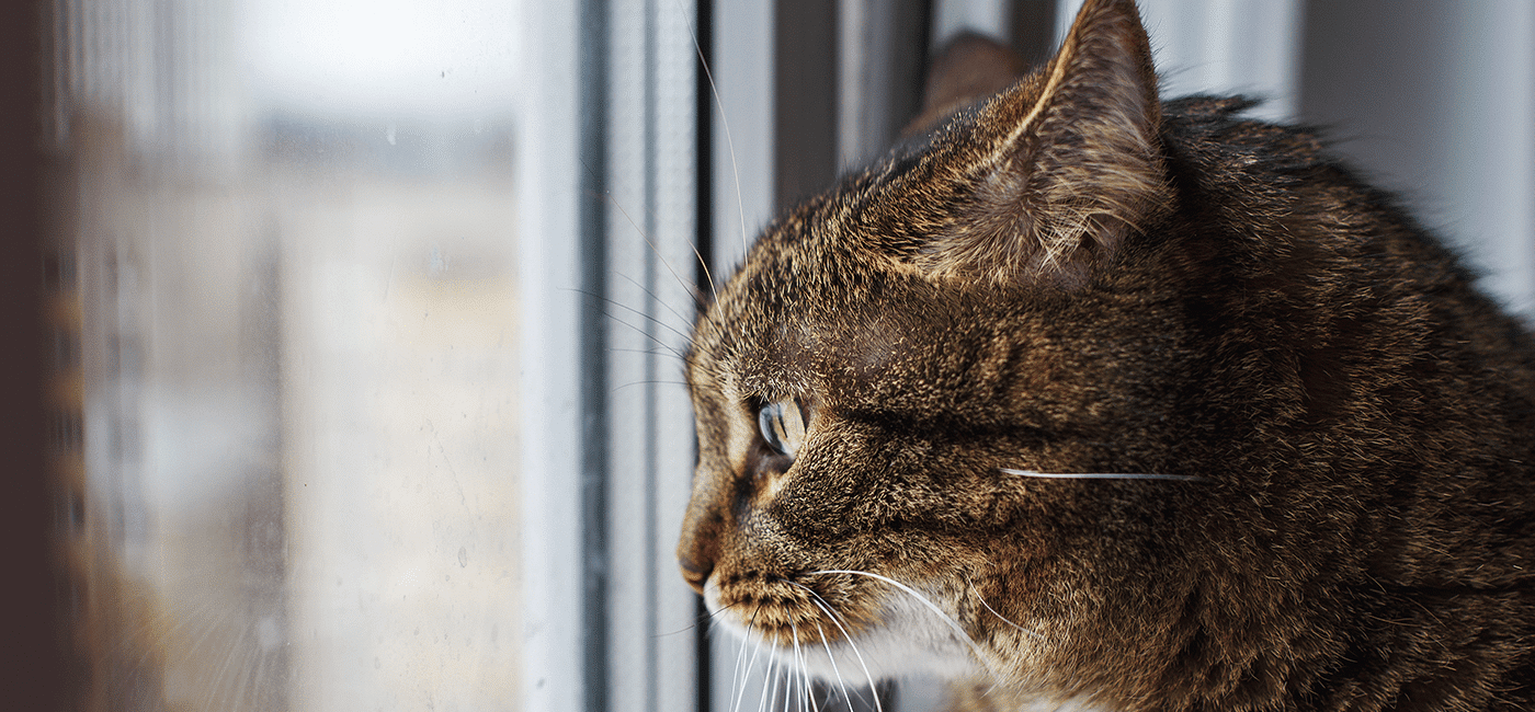 Pourquoi laisser son chat seul plusieurs jours peut être dangereux