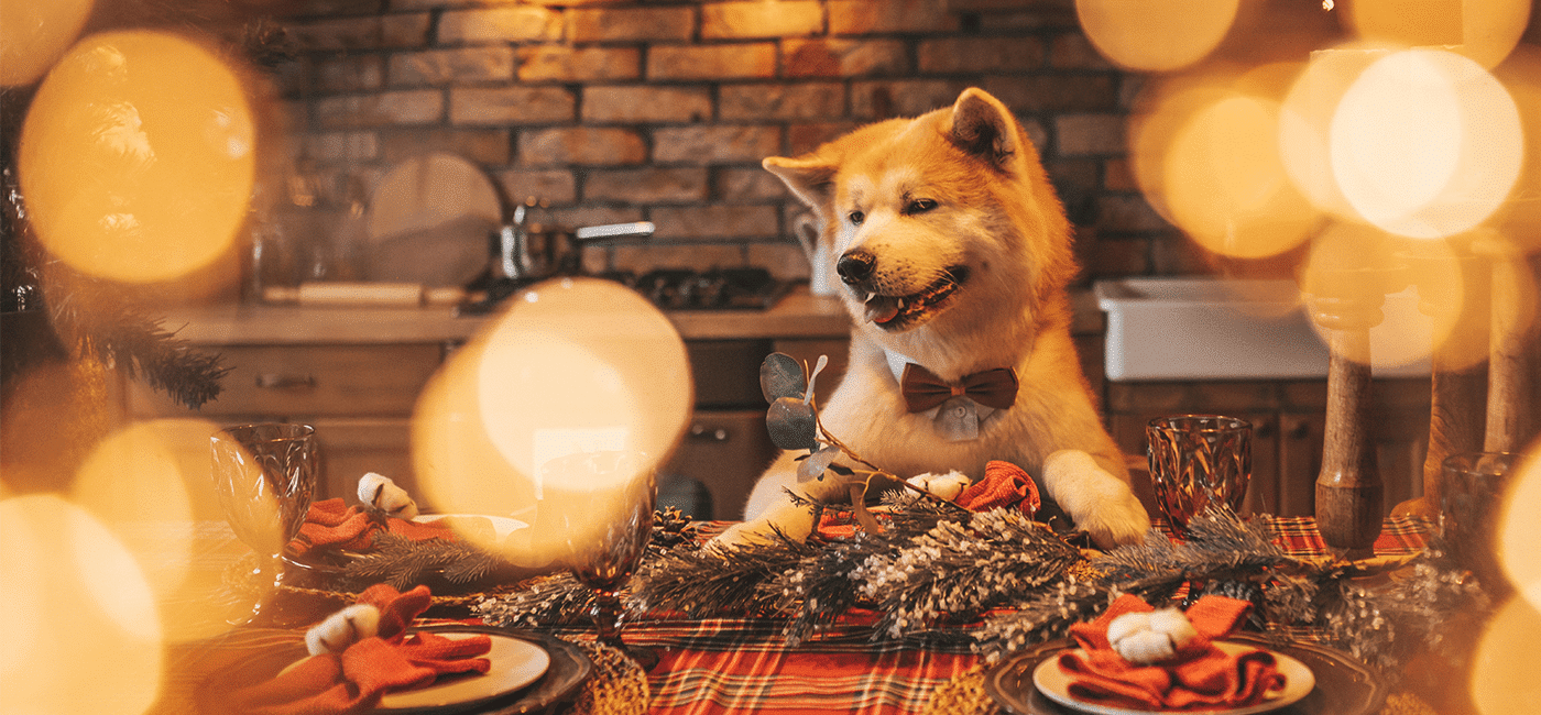 Fêtes de fin d’année : les aliments dangereux pour votre chien et votre chat
